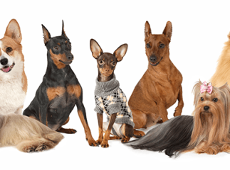 Races de chiens